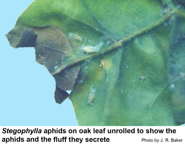 Stegophylla aphids on oak leaf unrolled to show the aphids and the fluff they secrete